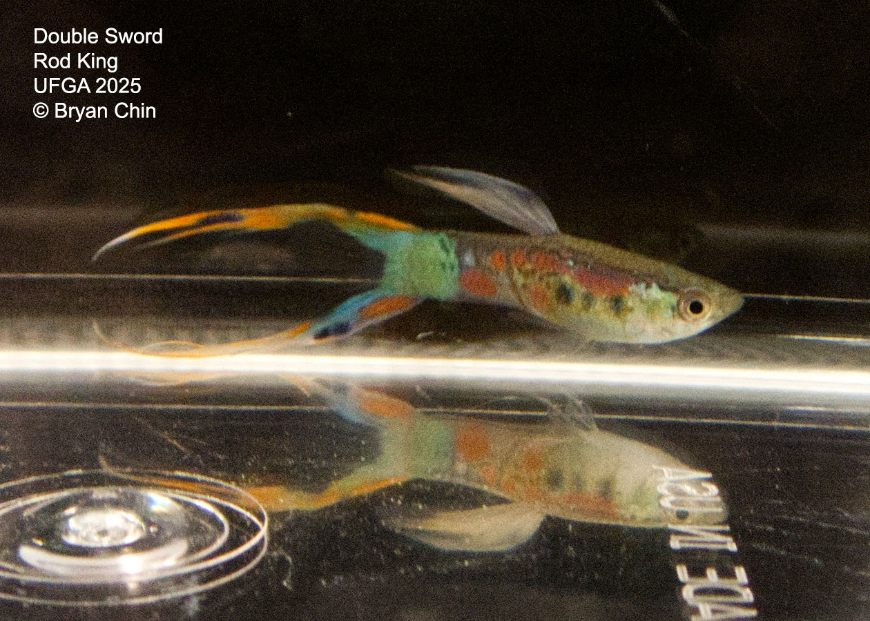 Guppy Double Swordtail